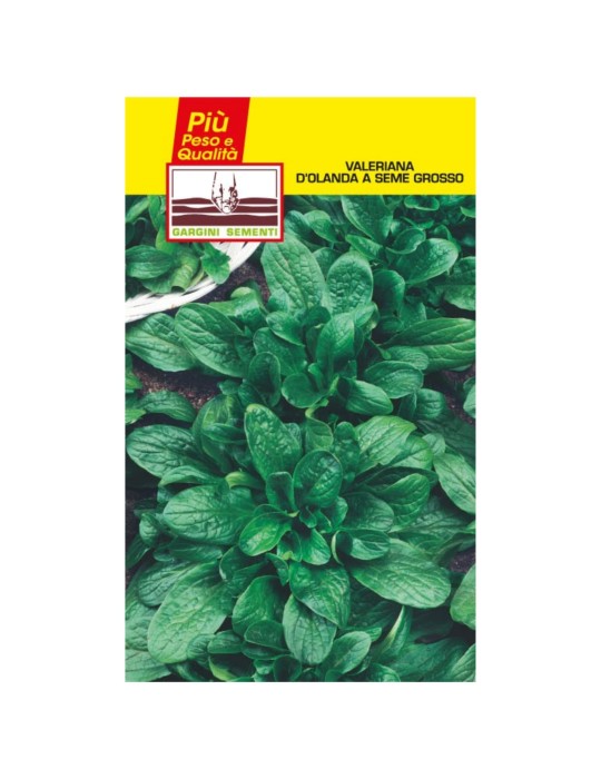 Bustine sementi Valeriana d'olanda a seme grosso