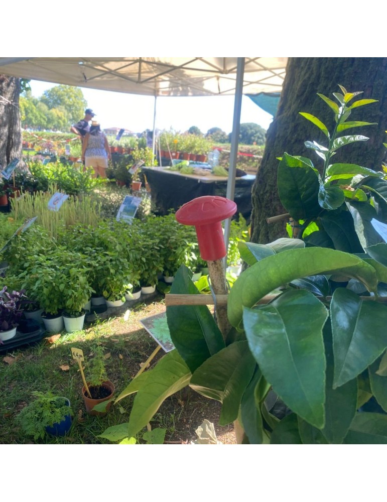 Objetos de obra Cubierta de varilla de hongos en plástico rojo con alta v...