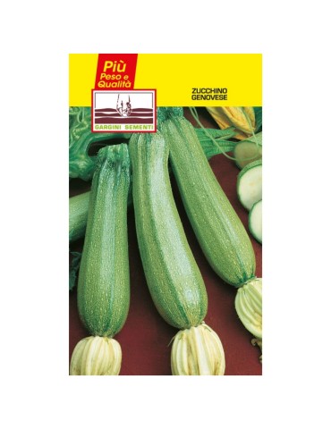 Sachets de graines de courgette génois