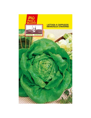 Maravilla invernal de lechuga con sachet de semillas