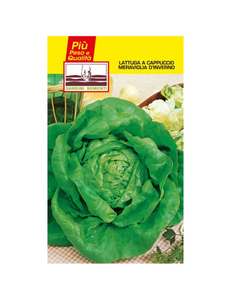 Maravilla invernal de lechuga con sachet de semillas