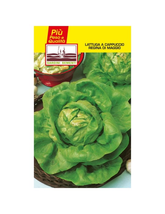Lechuga de cabeza de sachet de semillas reina de mayo