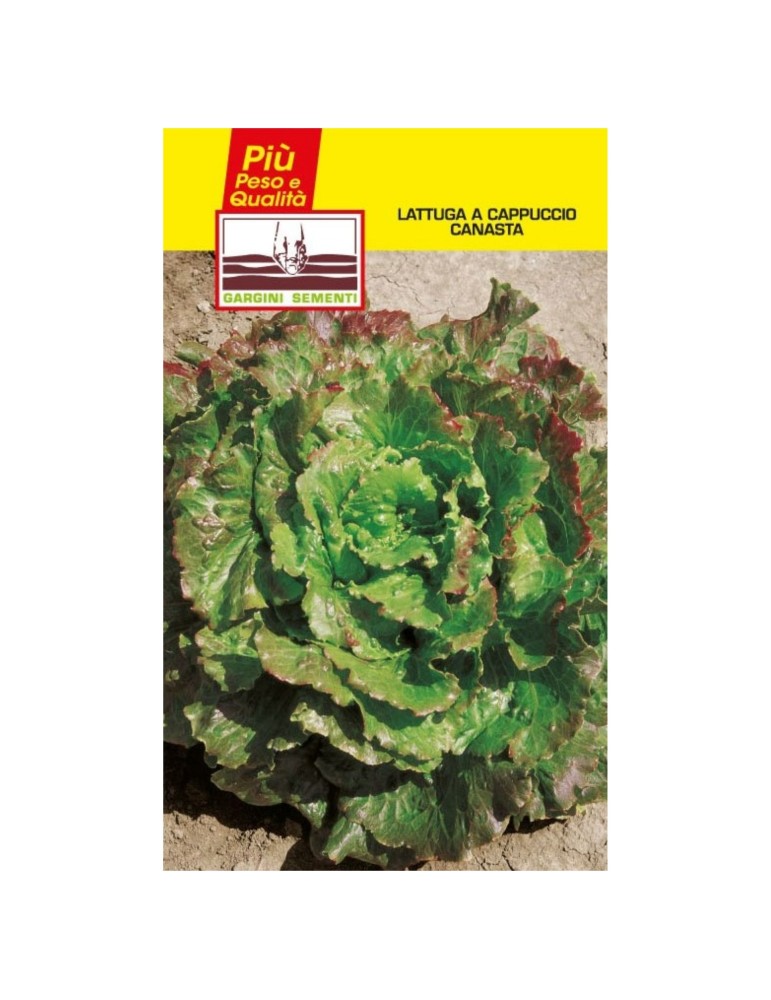 Canasta head lettuce seed sachets