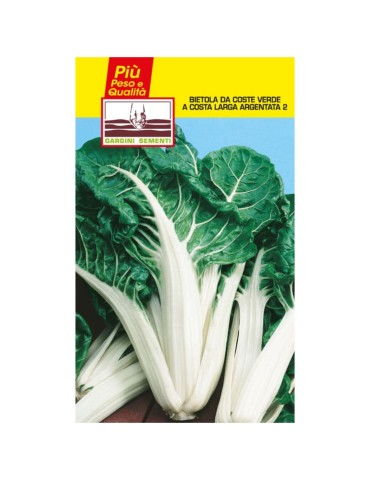 Seed sachets green to broad-ribbed chard