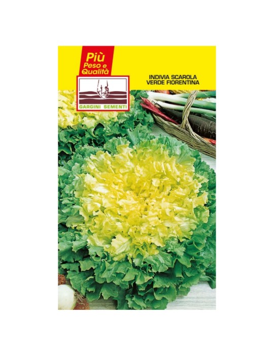 Endive seed sachet Florentine green escarole Endive seed sachet Florentine green escarole