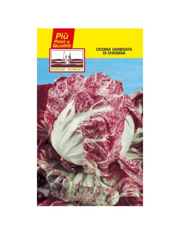 Bustina sementi cicoria variegata di Chioggia