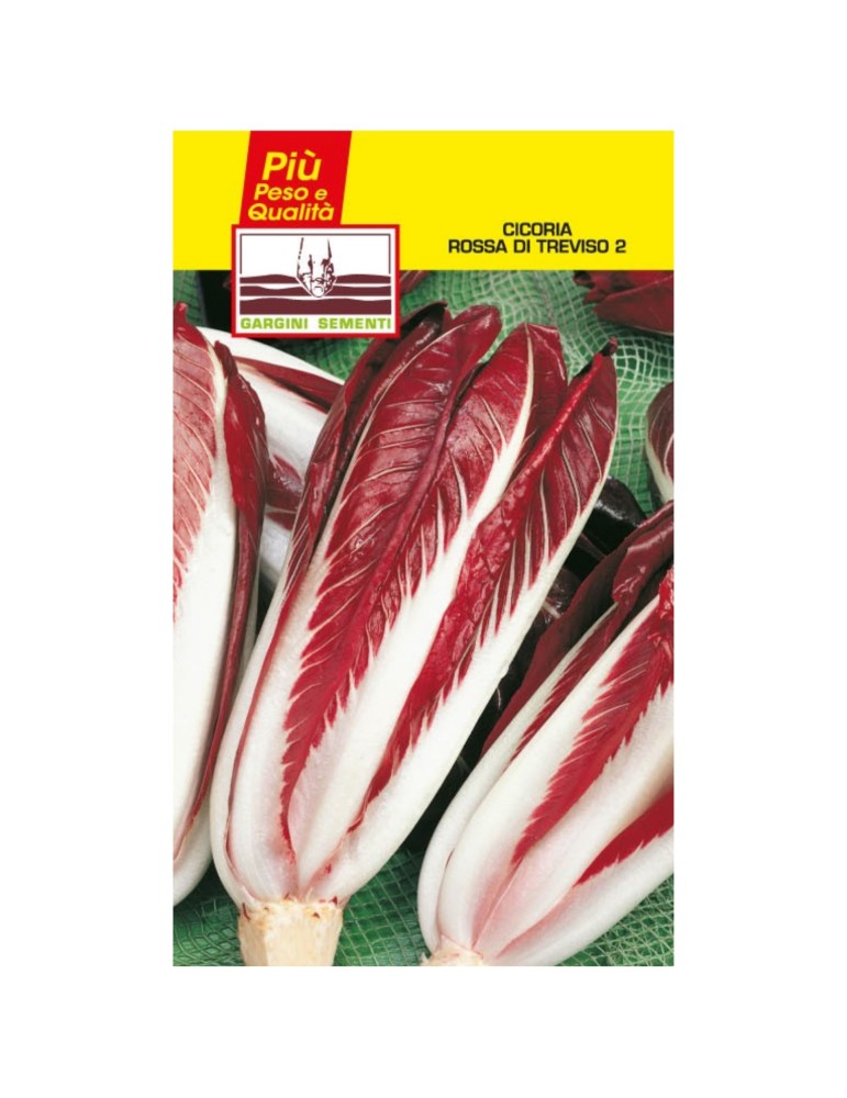 Sachet of Treviso red chicory seeds