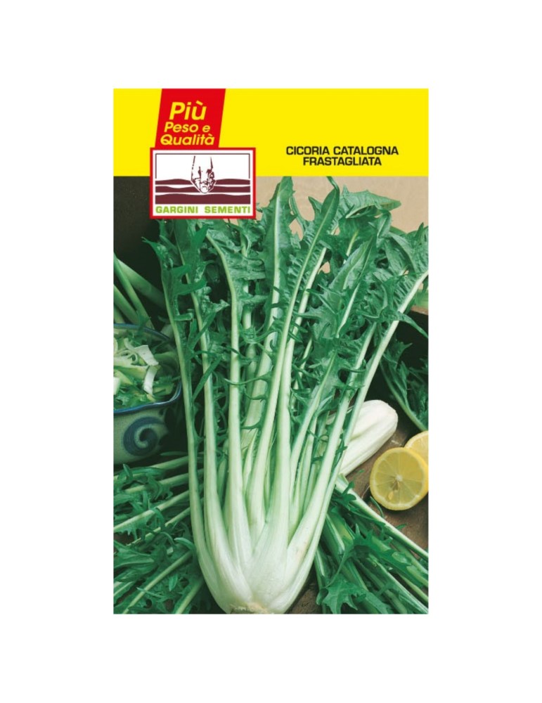 Chicory seed sachet jagged catalonia