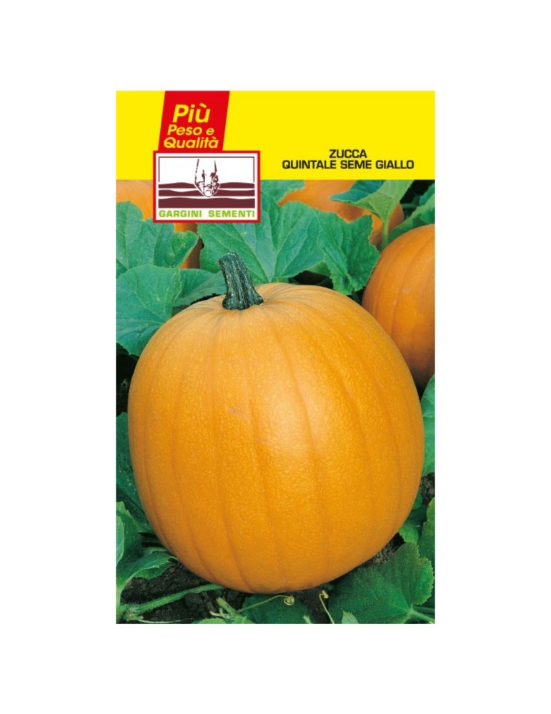 Bustine sementi zucca quintale gialla