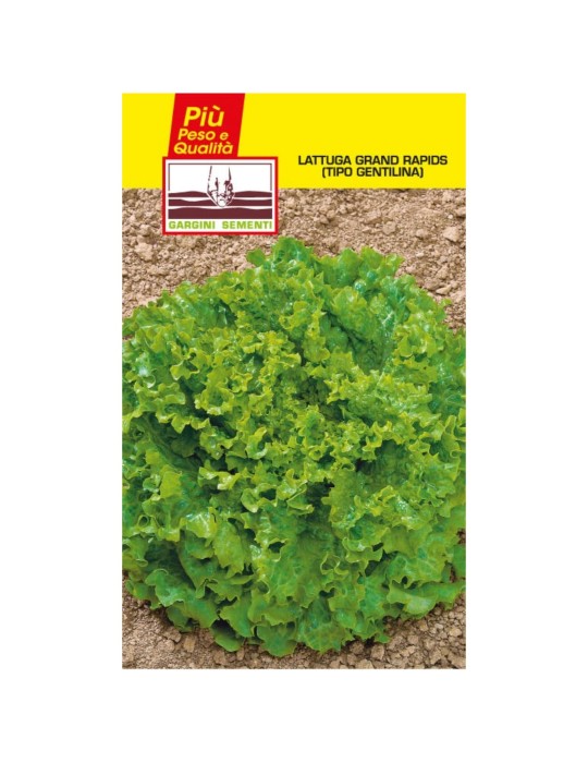 Sobres de lechuga de lechuga Gentilina