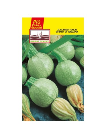 Graines de sachets claires de courgettes rondes de Toscane