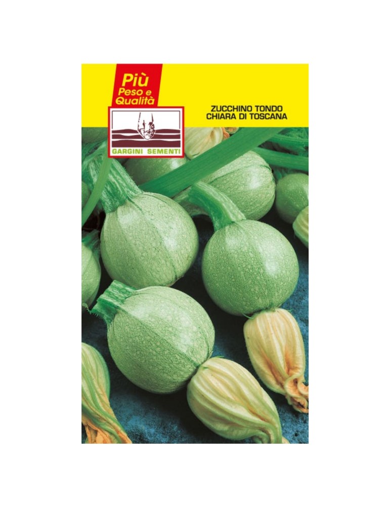 Graines de sachets claires de courgettes rondes de Toscane