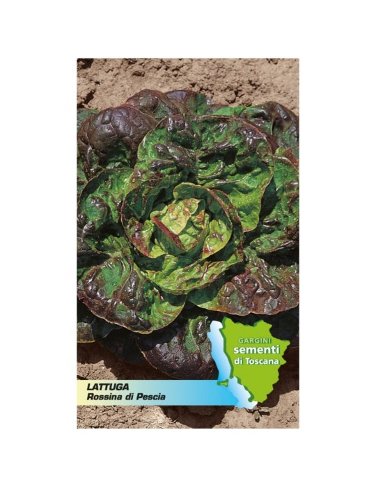 Seed sachet for head lettuce