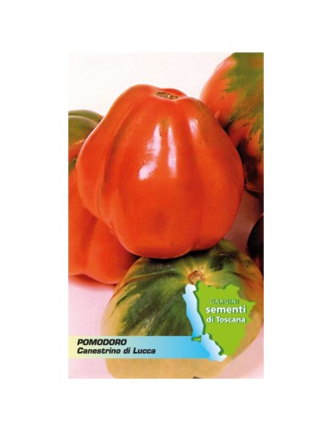 Bustina sementi pomodoro canestrino di Lucca