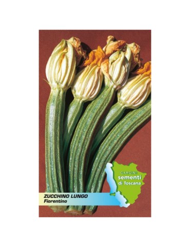 Sachet long de graines de courgette florentine