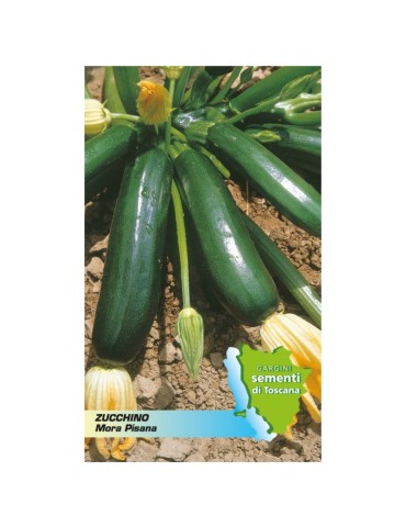 Bustina sementi zucchino mora pisana