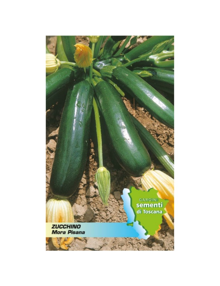 Seed sachet zucchini mora pisana