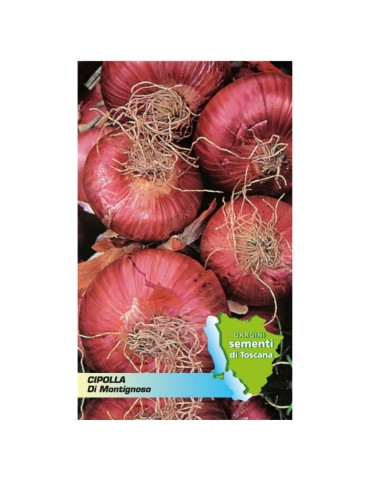Seed sachet red onion of Montignoso