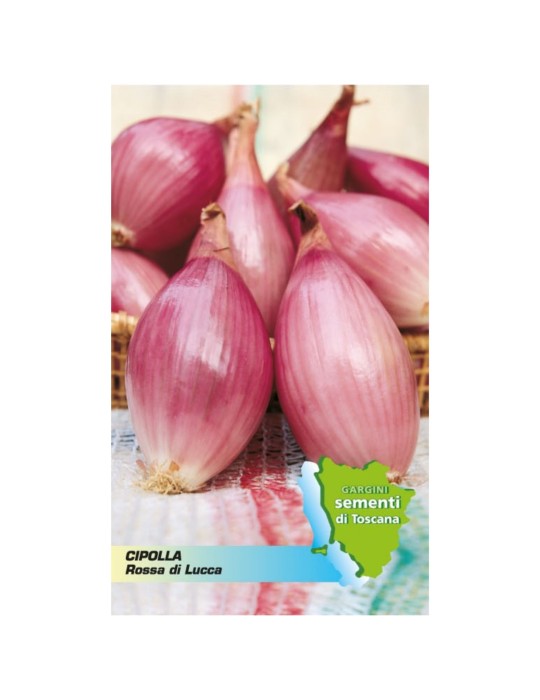 Seed sachet red onion of Lucca