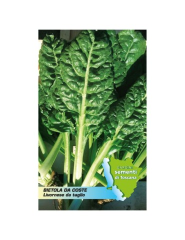 Sachet de graines de bette à carde de Livourne pour la coupe