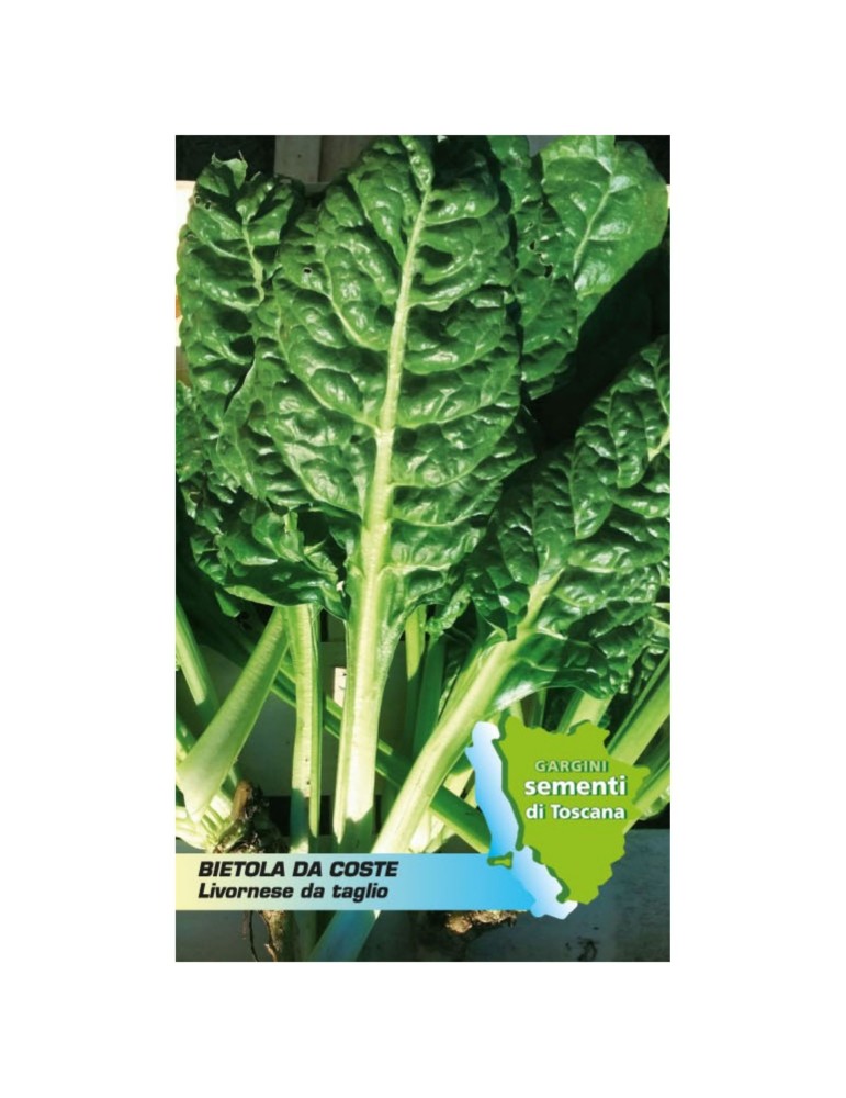 Livorno chard seed sachet for cutting