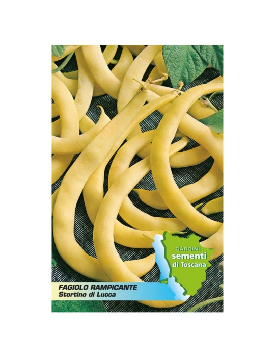 Sachet of 100 gr climbing bean seeds from Lucca crooked