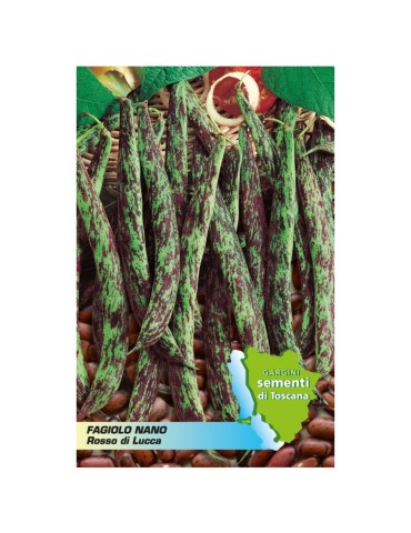 Bustina sementi da 100gr Fagiolo nano borlotto sel.rosso di Lucca