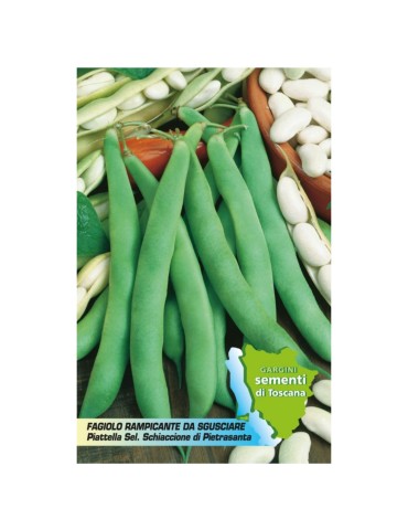 Sachet of 100 gr seeds climbing bean crushing of Pietrasanta