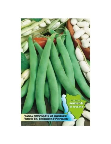 Sachet of 100 gr seeds climbing bean crushing of Pietrasanta